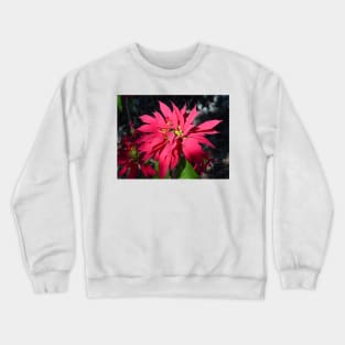 Poinsettia-Buena Noche Crewneck Sweatshirt